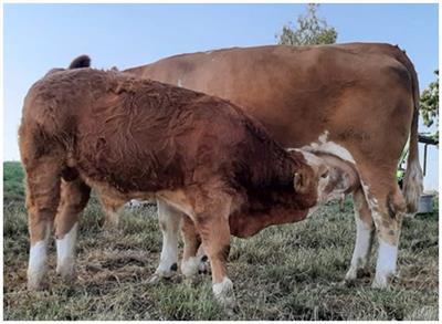 Case report: Teat stenosis in a suckler cow